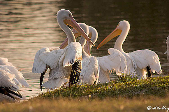White Pelicans