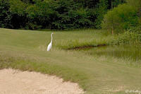 Carter #2 - Egret