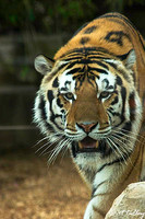 Mike the Tiger