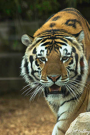 Mike the Tiger
