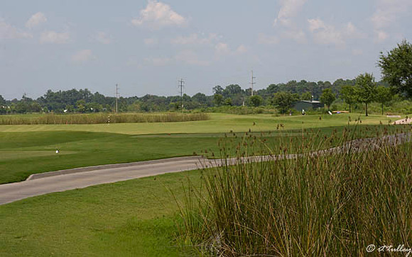 the Wetlands #5