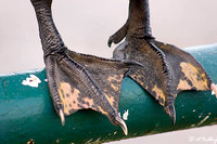 Duck feet