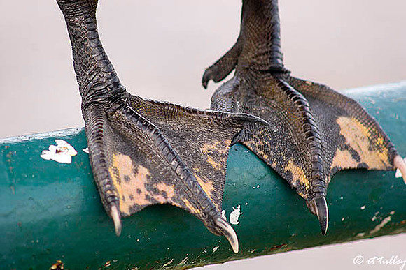 Duck feet