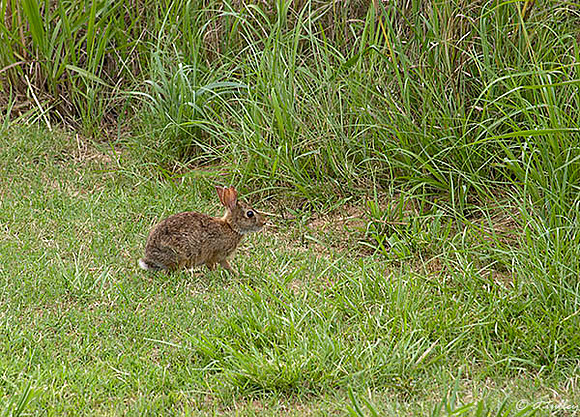 the Wetlands Rabbit