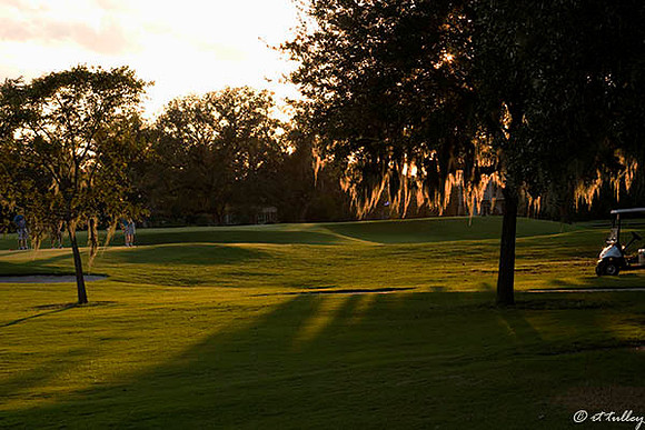 Audubon GC #17 Green