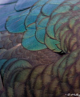 duck feathers
