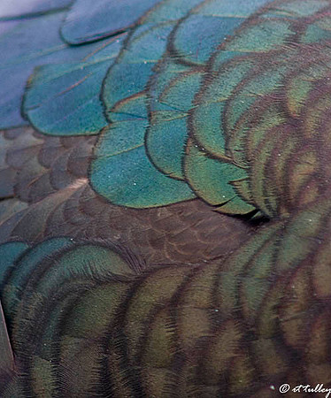 duck feathers