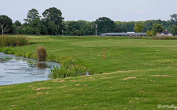 the Wetlands #17