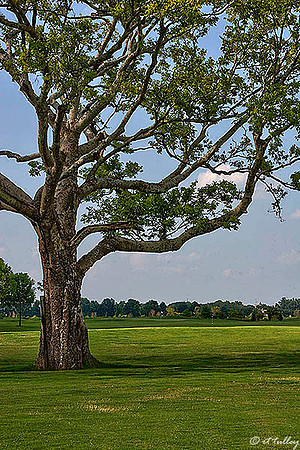 the Wetlands #14