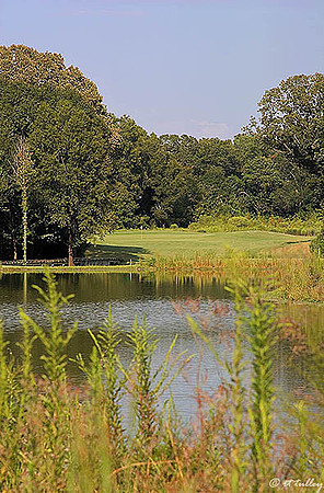 Black Bear GC #14