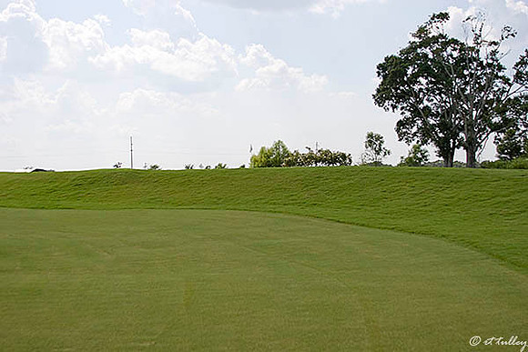 the Wetlands #10