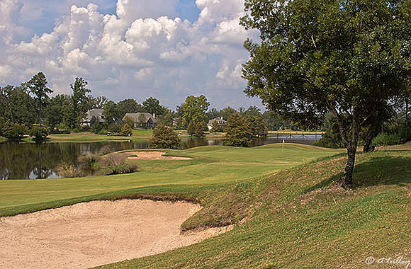 Olde Oaks Oak #2