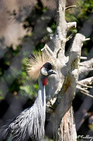 East African Crowned Crane