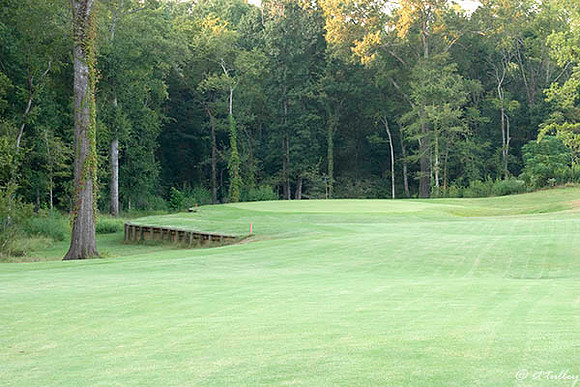 Black Bear GC #8