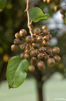 Oakwing GC Bartlett Pear Tree Fruit