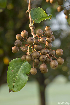 Oakwing GC Bartlett Pear Tree Fruit