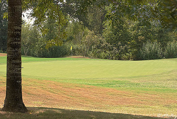 Olde Oaks Cypress #8
