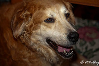 Dec, 2011