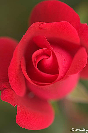 Red Rose