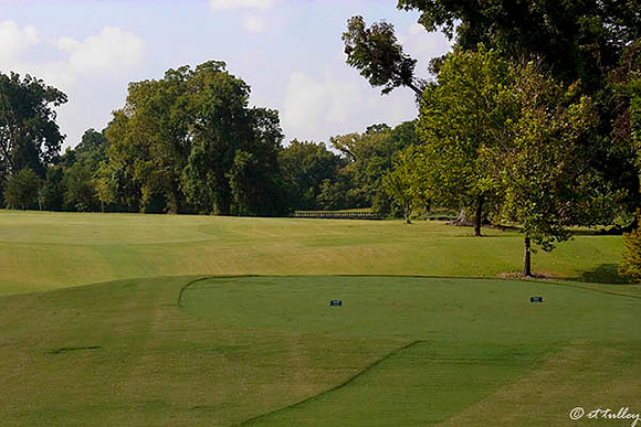 Oakwing GC #11