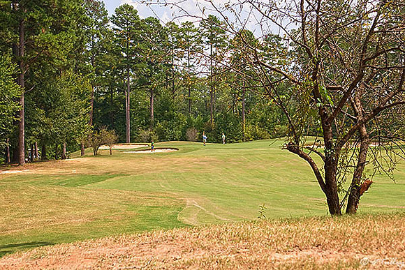 Olde Oaks Oak #5