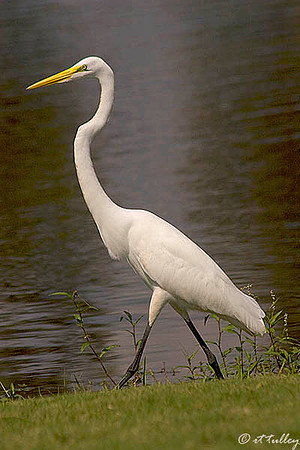 Olde Oaks Egret