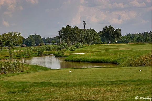 the Wetlands #12