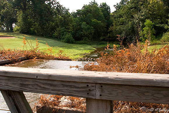 Oakwing GC #11