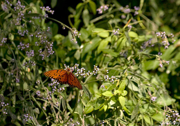 Black Bear GC Butterfly