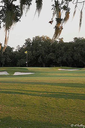 Audubon GC #18