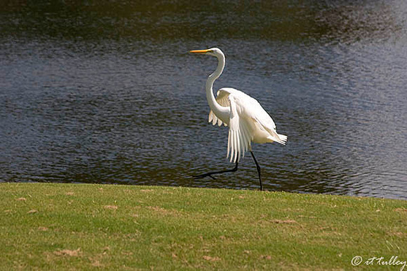 Olde Oaks Egret Strutting