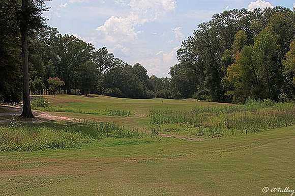 Olde Oaks Oak #6