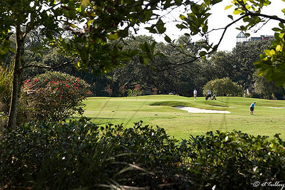 Audubon GC #7