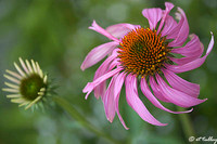 Echinacea