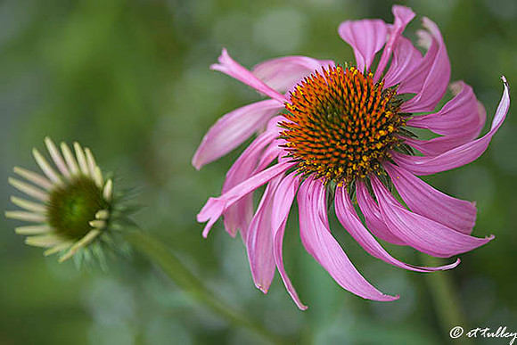Echinacea