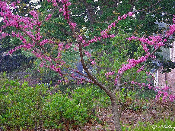 Eastern Redbud