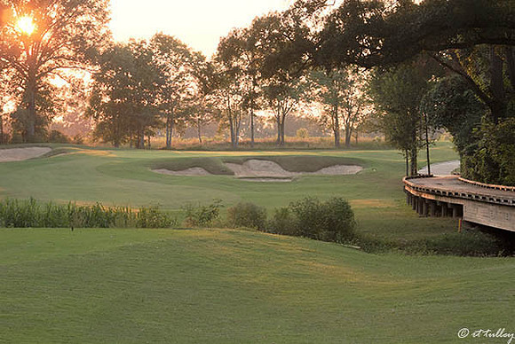 Black Bear GC #11