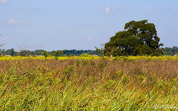 Olde Oaks Native Grasses