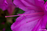 Azalea