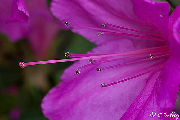 Azalea