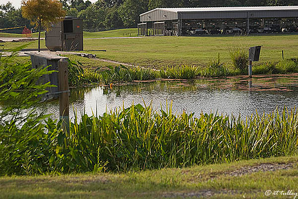 the Wetlands wetlands