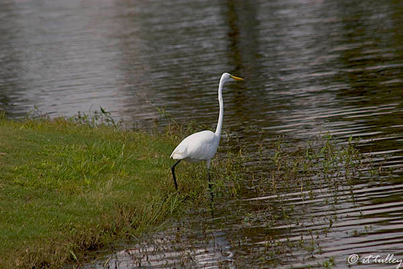 Olde Oaks Egret
