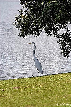 Olde Oaks Egret