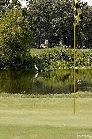 Black Bear GC #4