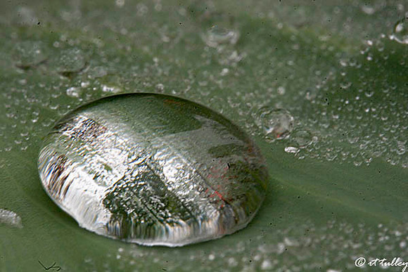 Water Droplet on Leaf