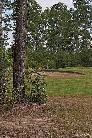 Olde Oaks Oak #5
