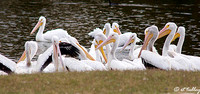 White Pelicans