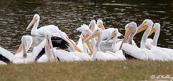 White Pelicans