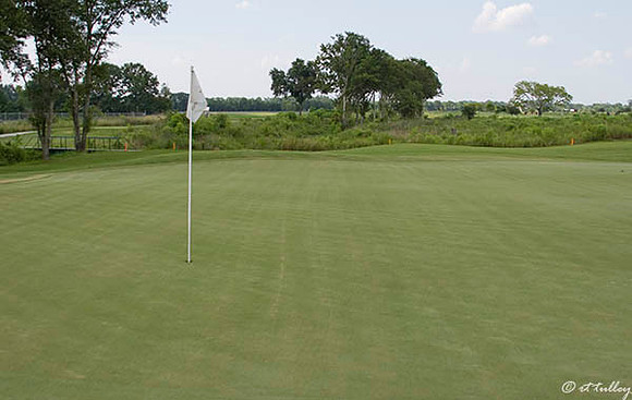 the Wetlands #13