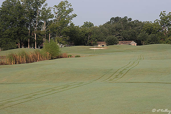 Oakwing GC #4